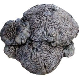 Mycelia Satisfactory item icon